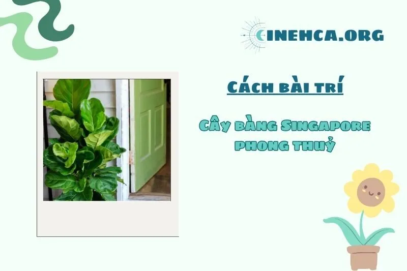 Vị trí đặt cây bàng Singapore mang lại tài lộc và may mắn