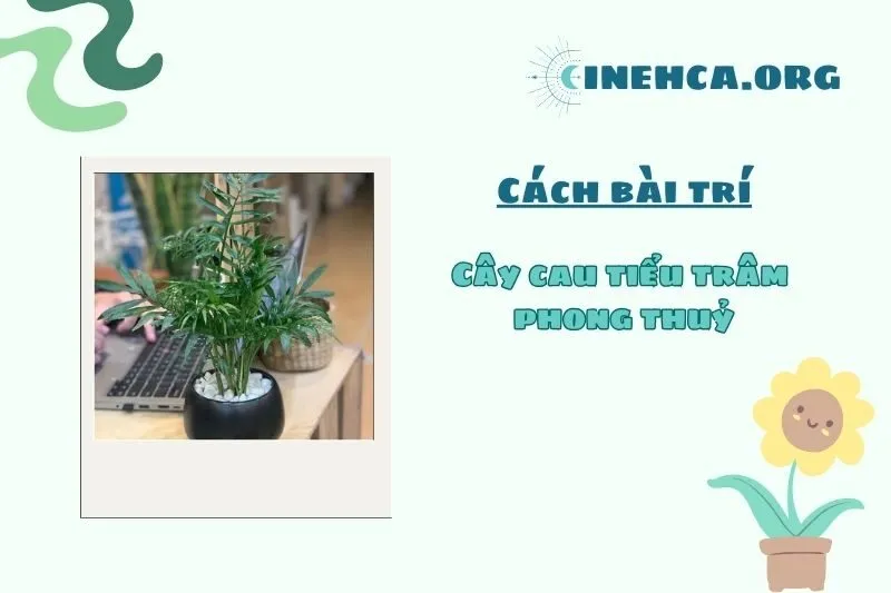 Vị trí đặt cây cau tiểu trâm phong thủy để đạt hiệu quả tốt nhất