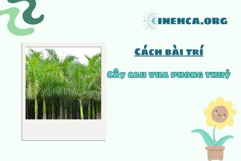 Vị trí và cách bố trí cây cau vua hợp phong thủy