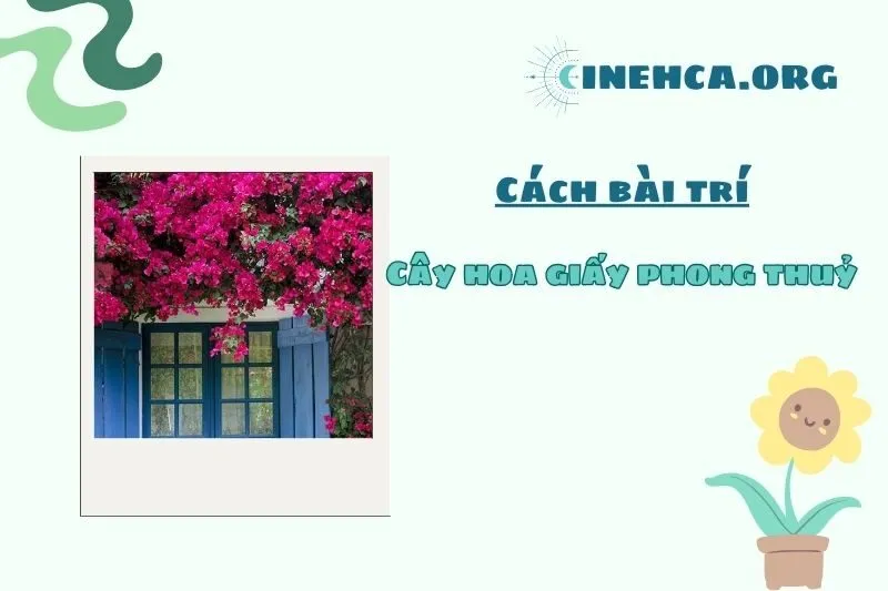 Vị trí đặt cây hoa giấy phong thủy giúp thu hút tài lộc