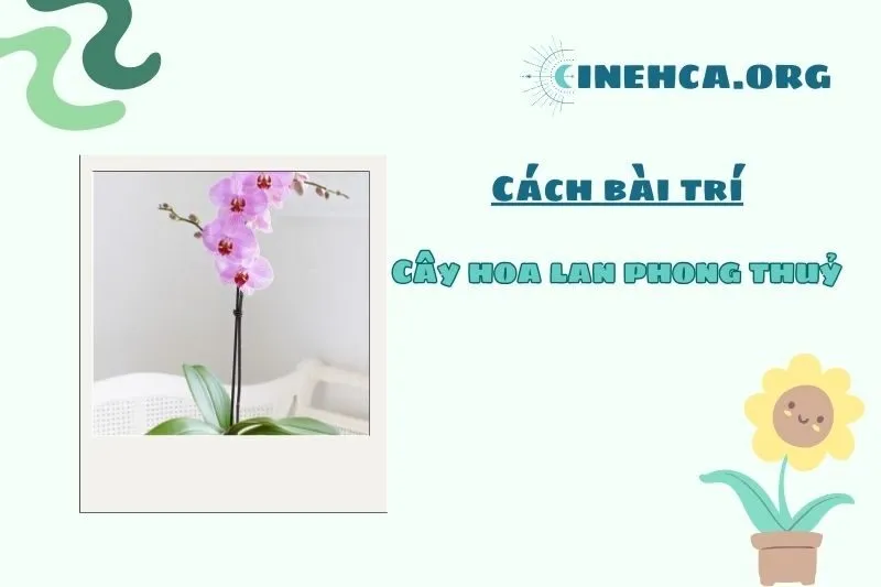 Cách bài trí cây hoa lan phong thủy trong nhà