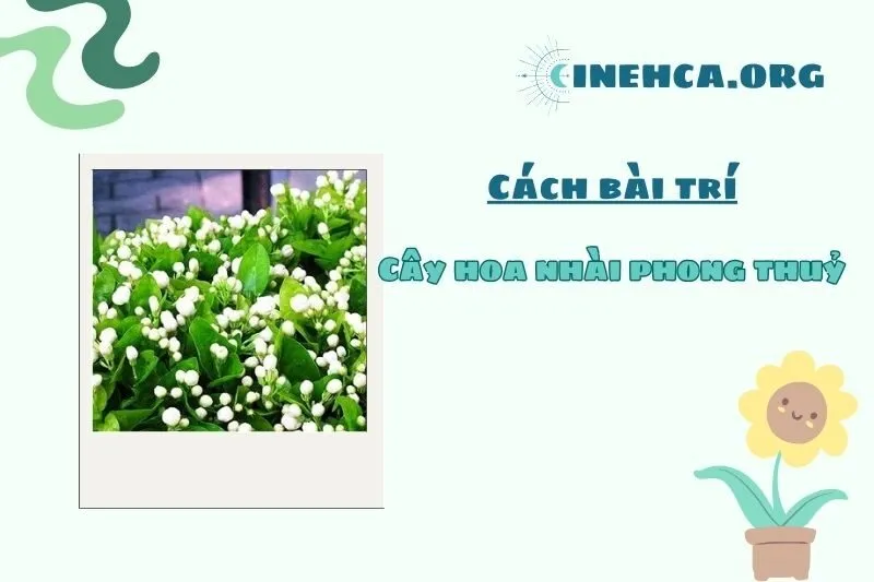 Những lưu ý khi đặt cây hoa nhài trong không gian sống