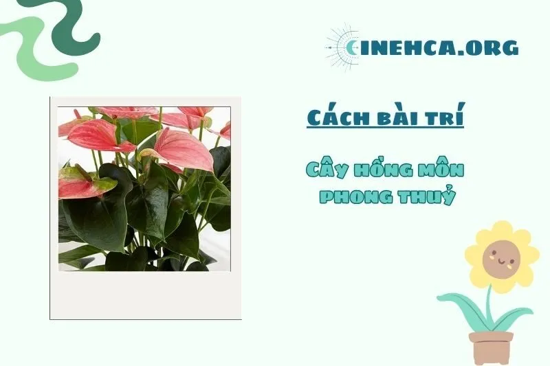 Đặt cây hồng môn phong thủy ở đâu để thu hút tài lộc?