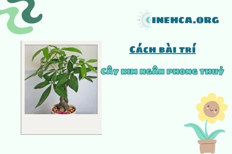 Mẹo đặt cây kim ngân phong thuỷ trong nhà và văn phòng