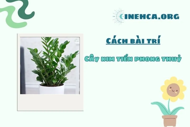 Vị trí đặt cây kim tiền để thu hút tài lộc