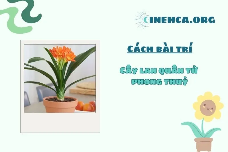 Vị trí đặt cây lan quân tử phong thủy trong nhà