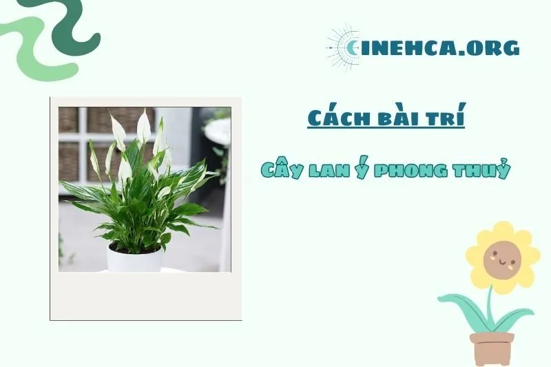 Cách trồng và chăm sóc cây lan ý phong thuỷ