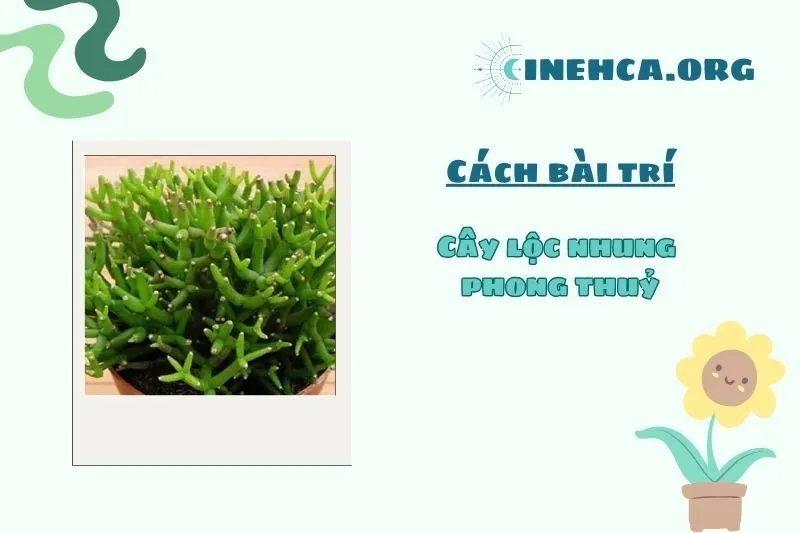 Cách đặt cây lộc nhung trong nhà hợp phong thủy và mang lại may mắn