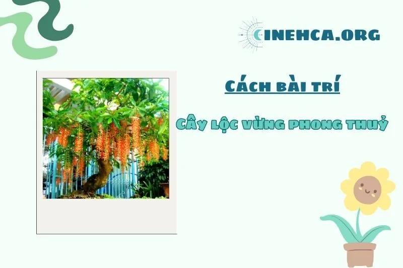 Cách bày trí cây lộc vừng phong thuỷ trong nhà và sân vườn