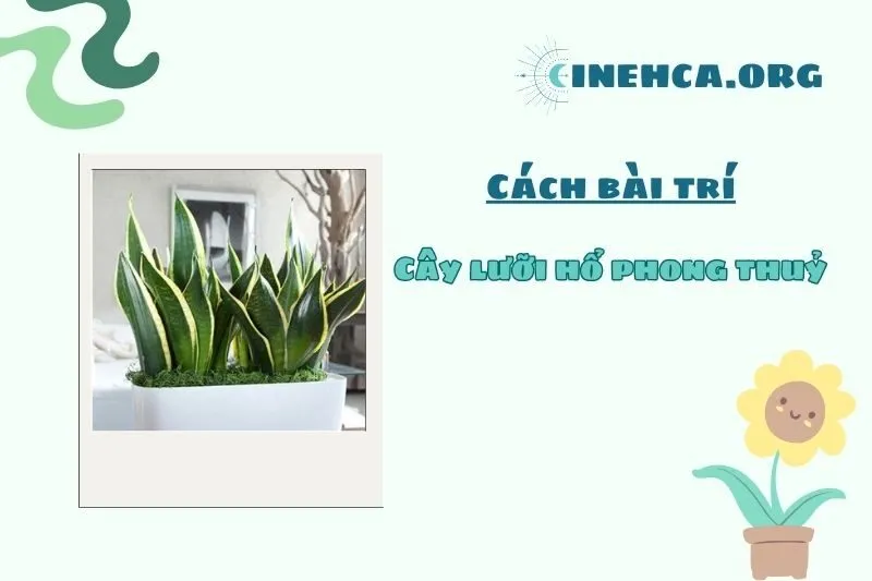 Vị trí tốt nhất để đặt cây lưỡi hổ phong thủy trong nhà