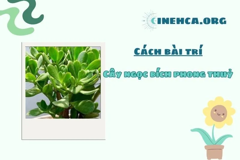 Cây ngọc bích phong thủy nên đặt ở đâu trong nhà?