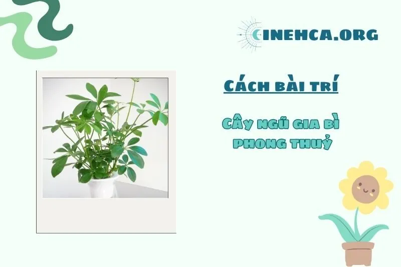 Đặt cây ngũ gia bì ở đâu để hợp phong thủy?