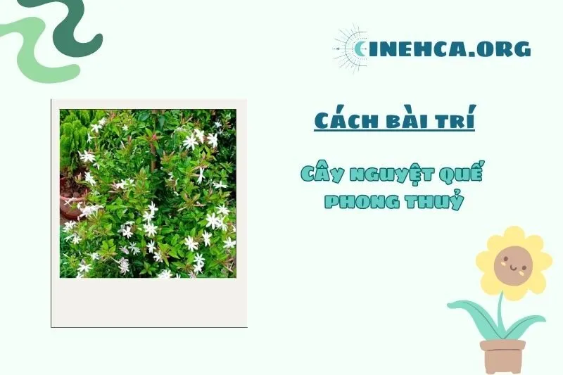 Cách đặt cây nguyệt quế trong nhà và ngoài trời