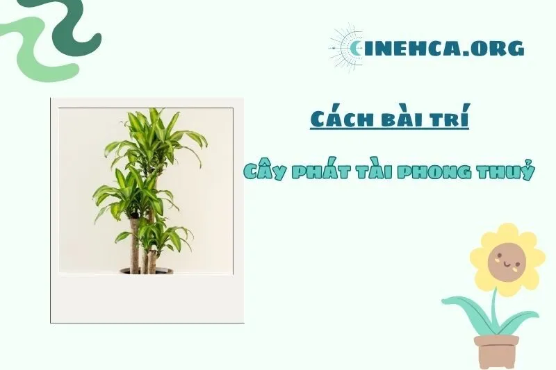 Đặt cây phát tài phong thủy ở đâu để thu hút tài lộc?