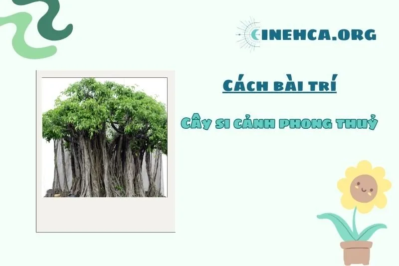 Có nên trồng cây si cảnh phong thủy trước nhà?