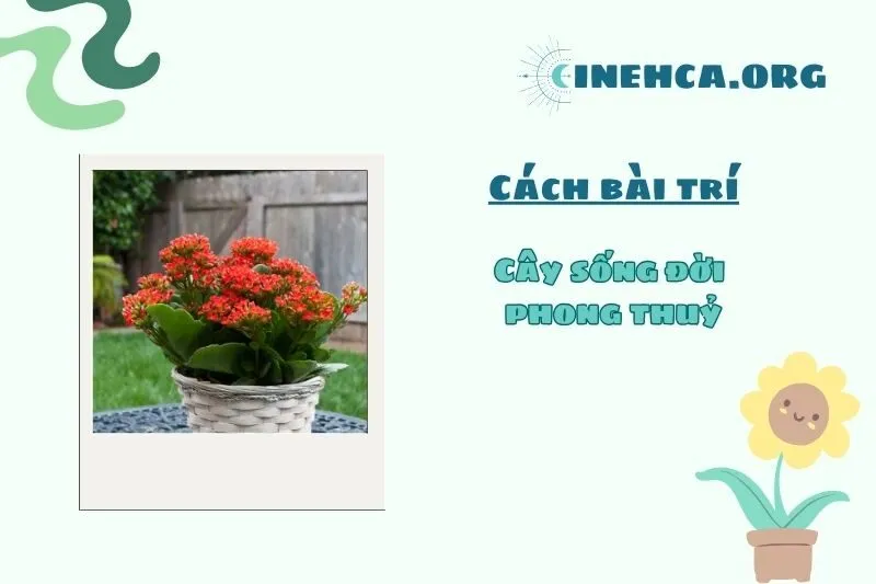 Mẹo chọn và bài trí cây sống đời phong thủy