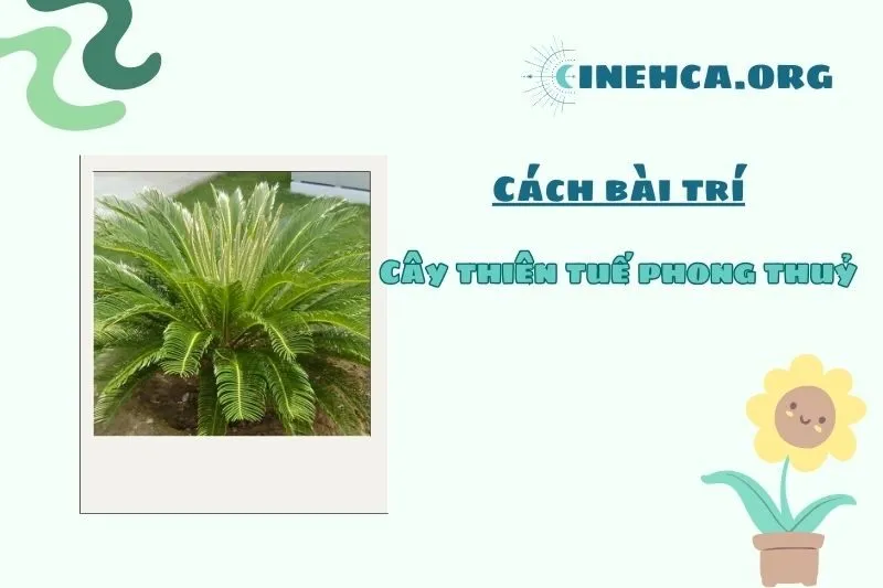 Cách bài trí cây thiên tuế để thu hút tài lộc