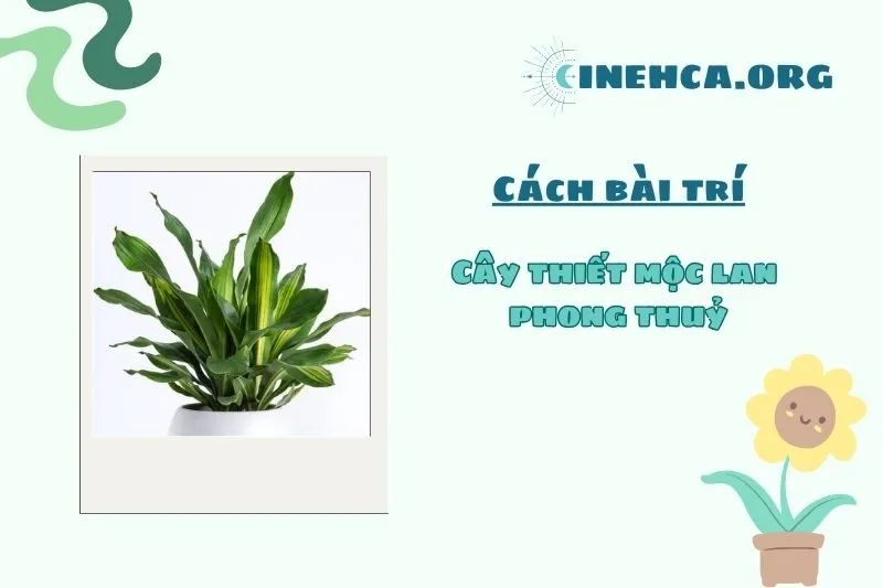 Đặt cây thiết mộc lan theo hướng phong thủy nào là tốt nhất?