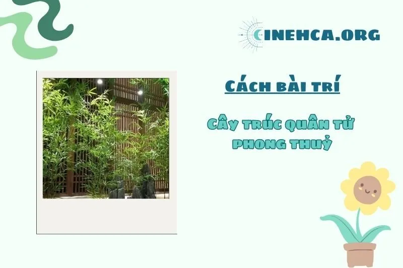 Vị trí trồng cây trúc quân tử phong thủy phù hợp nhất