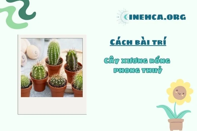 Những vị trí nên đặt cây xương rồng phong thủy trong nhà