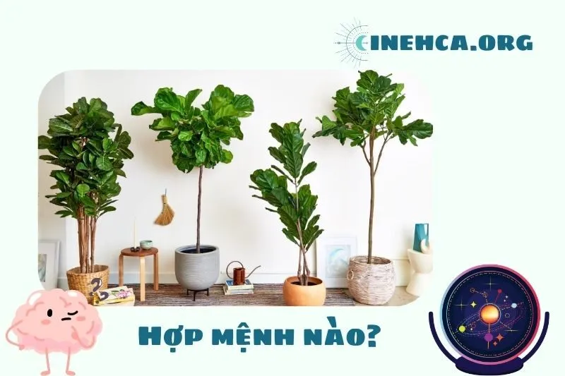 Cây bàng Singapore hợp mệnh nào trong phong thủy?