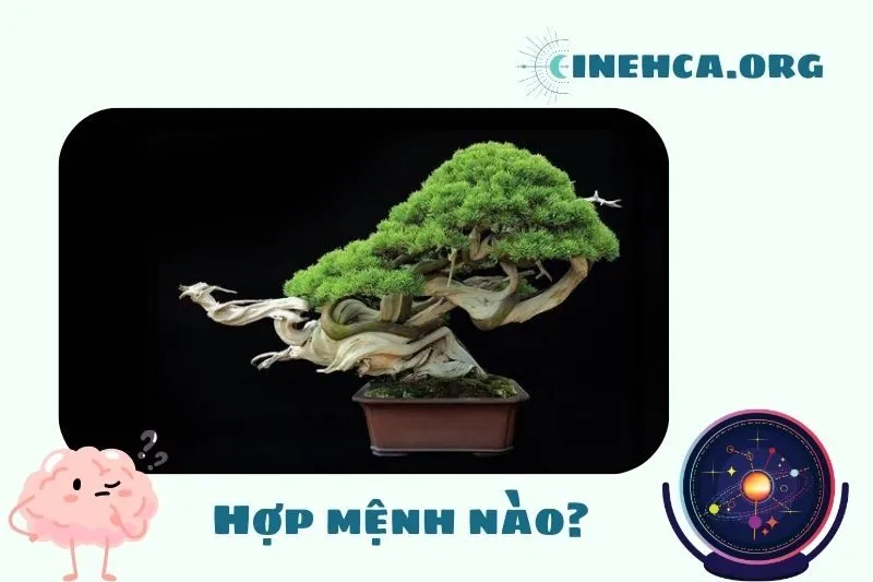 Cây bonsai phong thủy hợp mệnh nào?