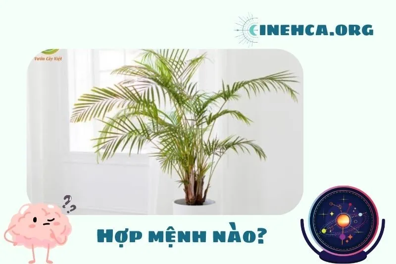 Cây cau cảnh phong thủy hợp mệnh nào?