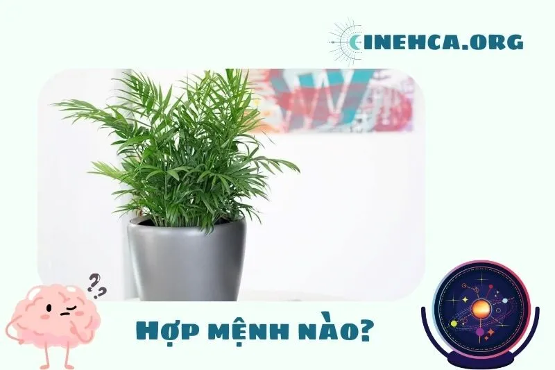 Cây cau tiểu trâm phong thủy hợp mệnh nào?