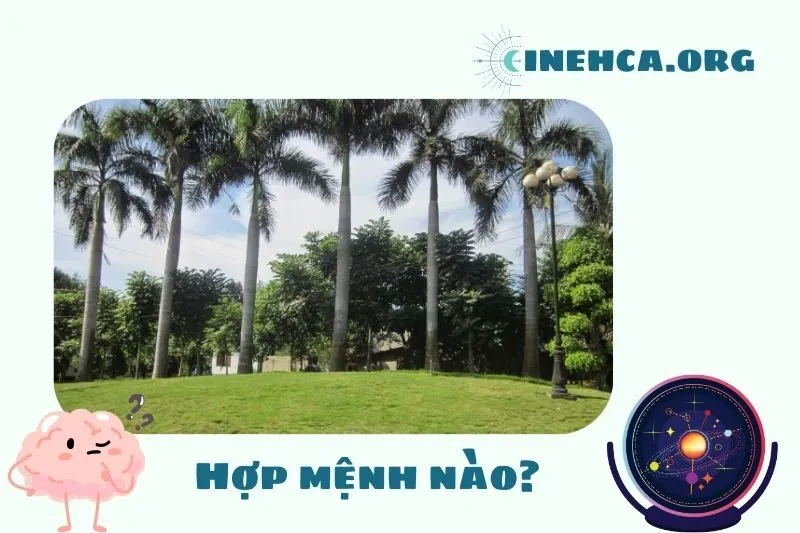 Cây cau vua phong thủy hợp mệnh nào?