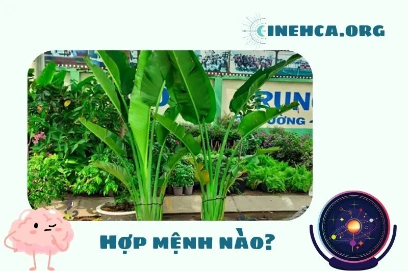 Cây chuối cảnh phong thuỷ hợp mệnh nào?