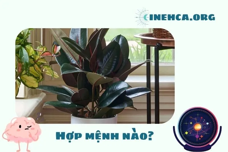 Cây đa búp đỏ hợp mệnh nào?