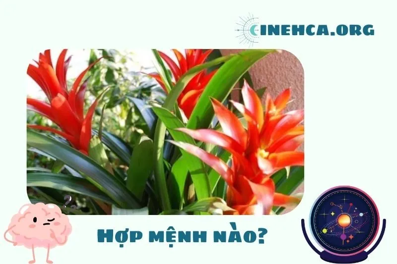 Cây dứa cảnh nến phong thủy hợp mệnh nào?