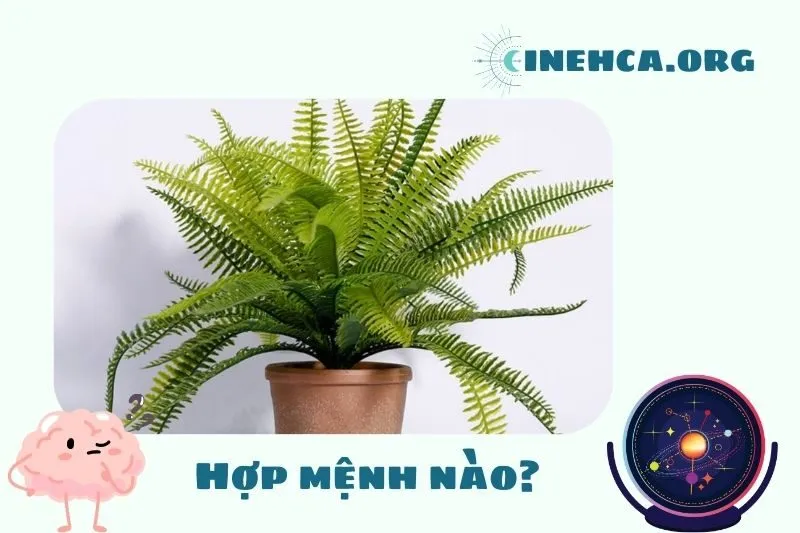 Cây dương xỉ phong thuỷ hợp mệnh nào?