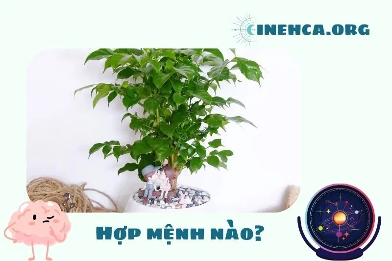 Cây hạnh phúc phong thủy hợp mệnh nào?