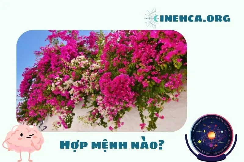 Cây hoa giấy phong thủy hợp mệnh nào?