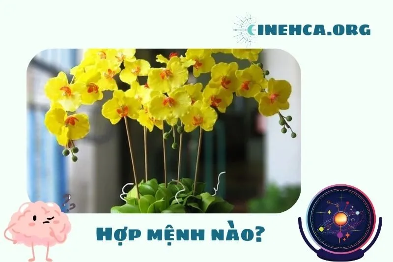 Cây hoa lan phong thủy hợp mệnh nào?