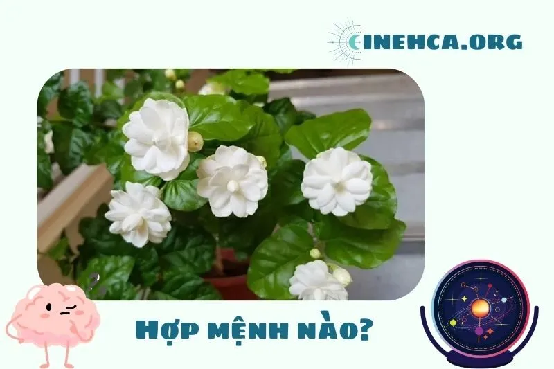 Cây hoa nhài phong thủy hợp mệnh nào?