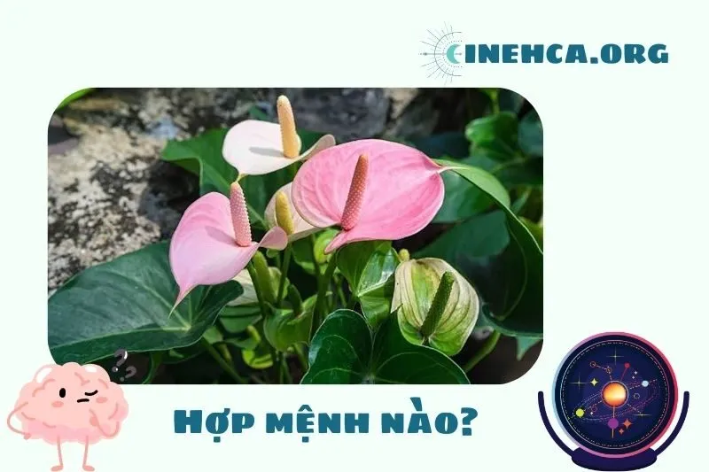 Cây hồng môn phong thủy hợp mệnh nào, tuổi nào?