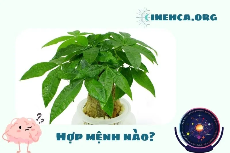 Cây kim ngân phong thuỷ hợp mệnh nào?