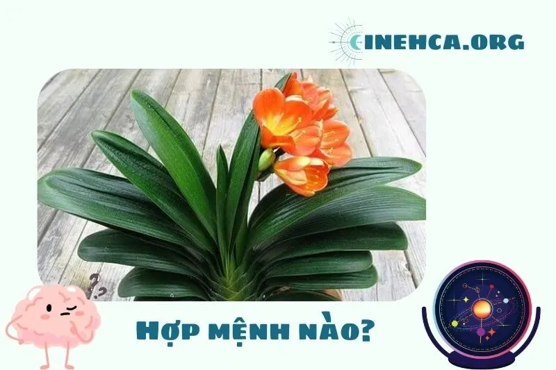 Cây lan quân tử phong thủy hợp mệnh và tuổi nào?