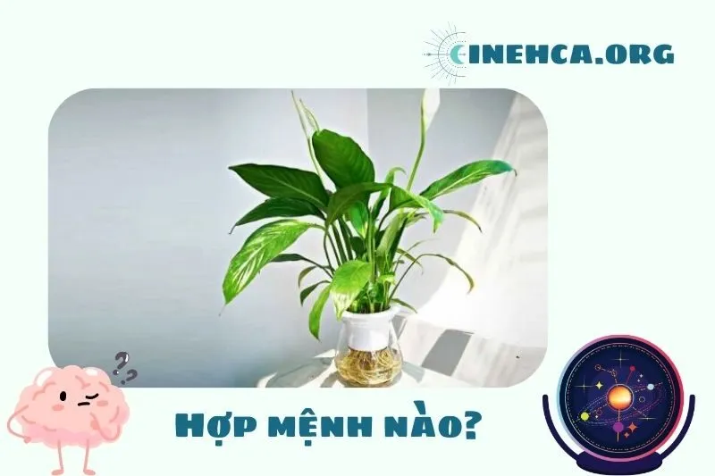 Cây lan ý phong thuỷ hợp mệnh nào?