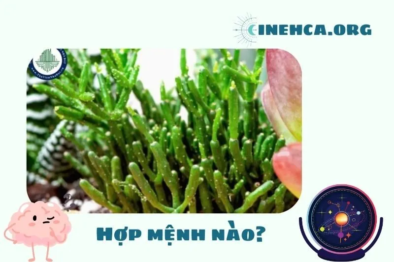 Cây lộc nhung hợp với mệnh nào trong phong thủy?