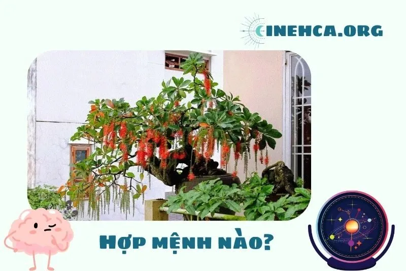Cây lộc vừng phong thuỷ hợp mệnh nào?
