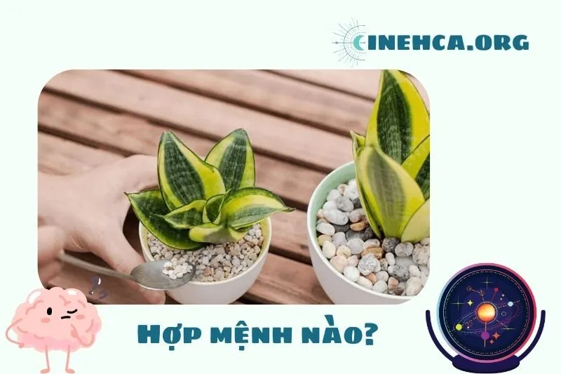 Cây lưỡi hổ phong thủy hợp mệnh nào?