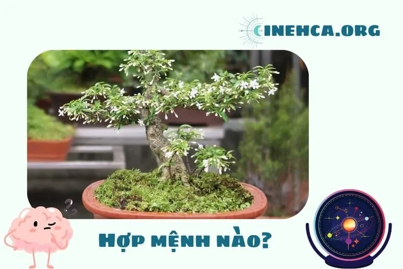 Cây mai chiếu thủy phong thủy hợp mệnh và tuổi nào?