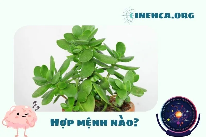 Cây ngọc bích phong thủy hợp mệnh nào?