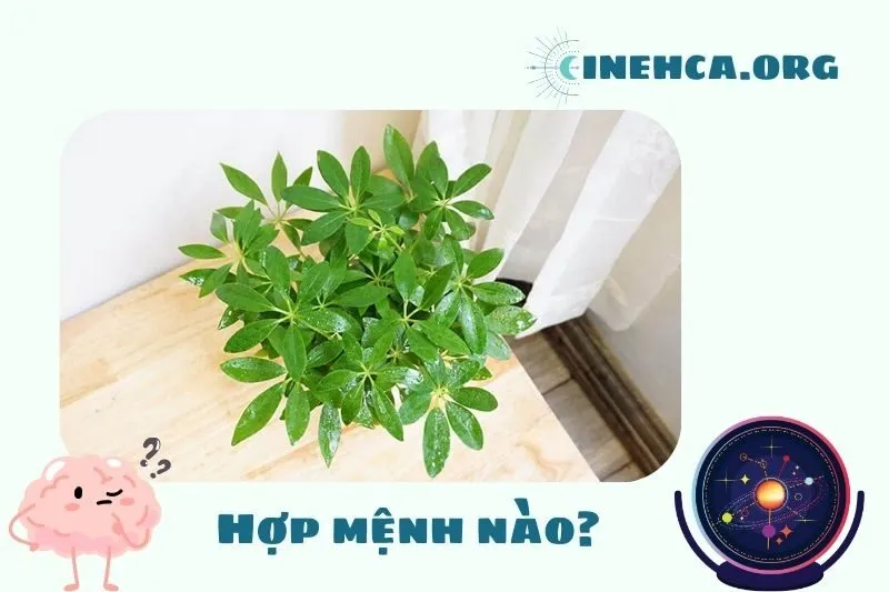 Cây ngũ gia bì phong thủy hợp mệnh nào?