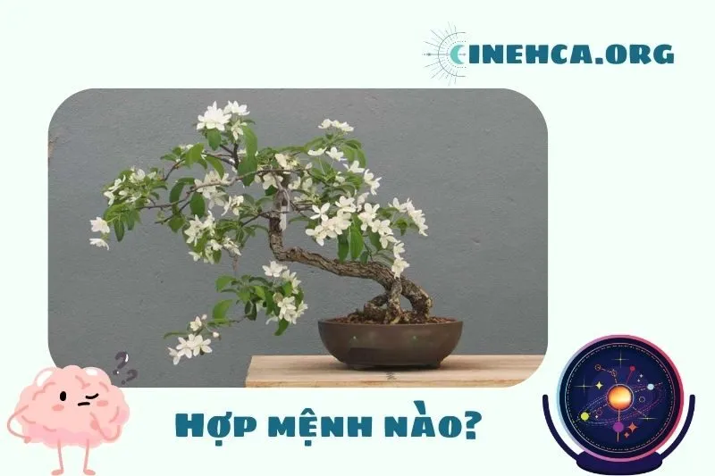 Cây nguyệt quế phong thủy hợp mệnh nào?