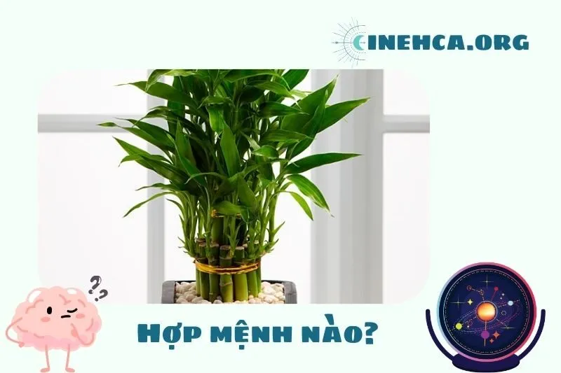 Cây phát tài phong thủy hợp mệnh nào?