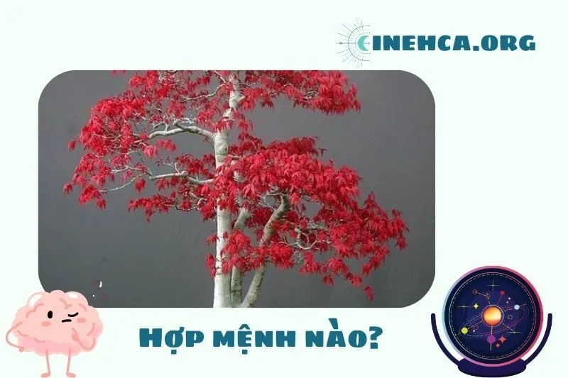 Cây phong lá đỏ phong thủy hợp mệnh nào?